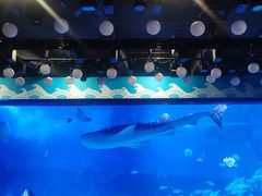 -烟台海昌鲸鲨海洋公园