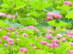-沐仙湖湿地公园