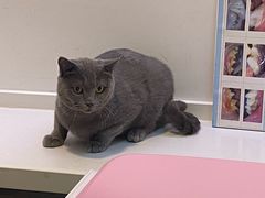 -御宝贝·A梦猫科宠物医院(国际猫友好医院)