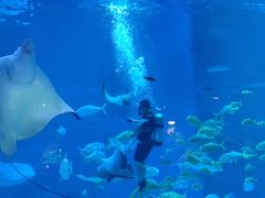 -烟台海昌鲸鲨海洋公园