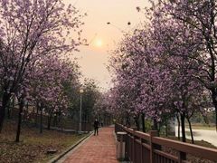 -广东花都湖国家湿地公园