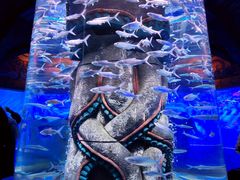 -哈尔滨波塞冬海底世界