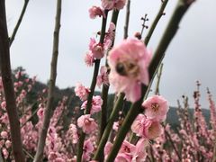 -雨花胜境