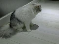 -喵的天空名猫咖啡馆·撸猫·猫舍·用品