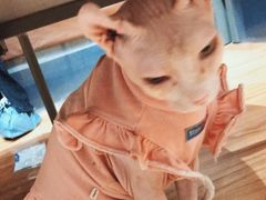 -MOCHA明星猫咖(田子坊店)
