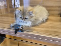 -猫十亿·布偶金渐层·曼基康矮脚猫舍(青年路店)
