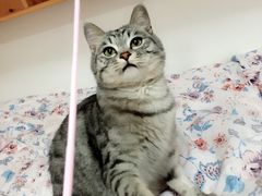 -佳怡动物医院·平价24小时·猫专科骨外科