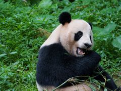 -广州长隆野生动物世界