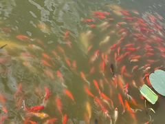 -卧龙湖