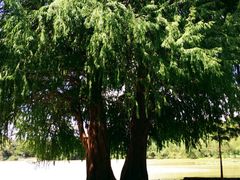 -南宁良凤江国家森林公园