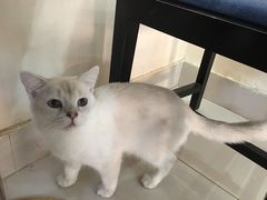 -鼓捣猫呢主题猫咖店