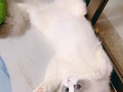-momokira米努特·德文卷毛猫·棉花面纱犬