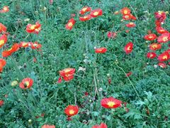 -绵阳盛世樱花悠乐谷