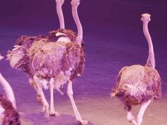 -广州长隆国际大马戏