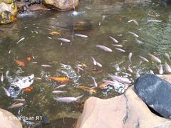 -吉隆坡雀鸟公园