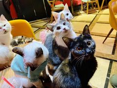 -猫色咖啡·猫咖