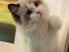 -猫大福·Fortune Cat猫舍(百子湾店)