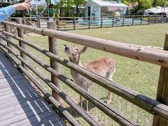 -苏州太湖西山岛开心农场
