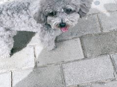 -派多格宠物·购宠(靛厂路店)