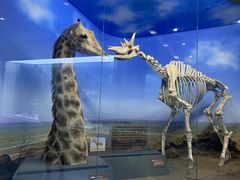 -国家自然博物馆