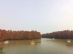 -上海海湾国家森林公园