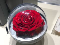 -ROSEONLY诺誓(青岛万象城店)