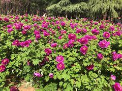 -洛阳市隋唐城遗址植物园