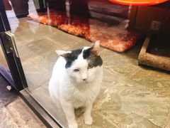 -猫咪博物馆(顶澳仔猫街店)