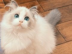 -猫十亿·布偶金渐层·曼基康矮脚猫舍(青年路店)