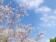 -顾村公园
