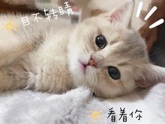 -babydoll猫舍·米努特·德文·缅因(久光中心店)