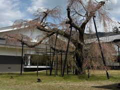 -醍醐寺