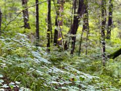 -五营红松林海景区