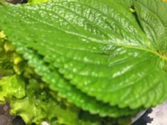 -肉加韩国料理·烤肉(金茂湾店)