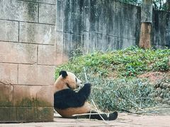 -中国大熊猫保护研究中心雅安碧峰峡基地