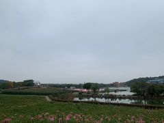 -大塘金香草谷
