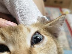 -美联众合爱康动物医院•复杂内科•肿瘤科•牙科•腔镜诊疗中心