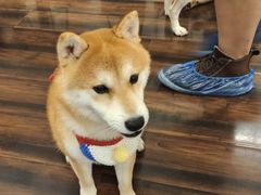 -豆柴町-柴犬主题狗咖(红鼎国际C座店)