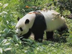 -黔灵山公园