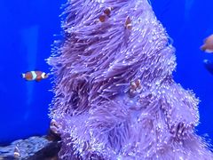 -海合安武汉极地海洋公园