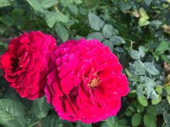 -人民公园(罗湖区)