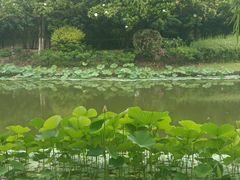 -上海鲜花港