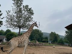 -大连森林动物园