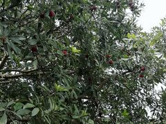 -西山樟坞健康果园枇杷杨梅采摘