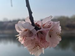 -桃花堤公园