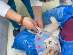 -纳吉亚猫专科动物医院·北北分院
