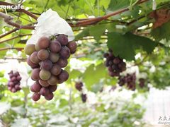 -马陆小张葡萄园农家乐