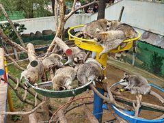 -西霞口神雕山野生动物世界