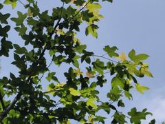 -广州市石门国家森林公园