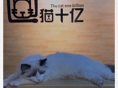 -猫十亿·布偶金渐层·曼基康矮脚猫舍(青年路店)